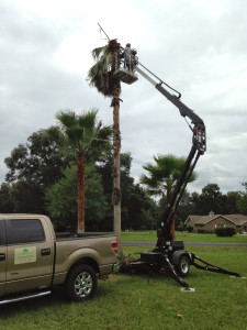 Tree Service