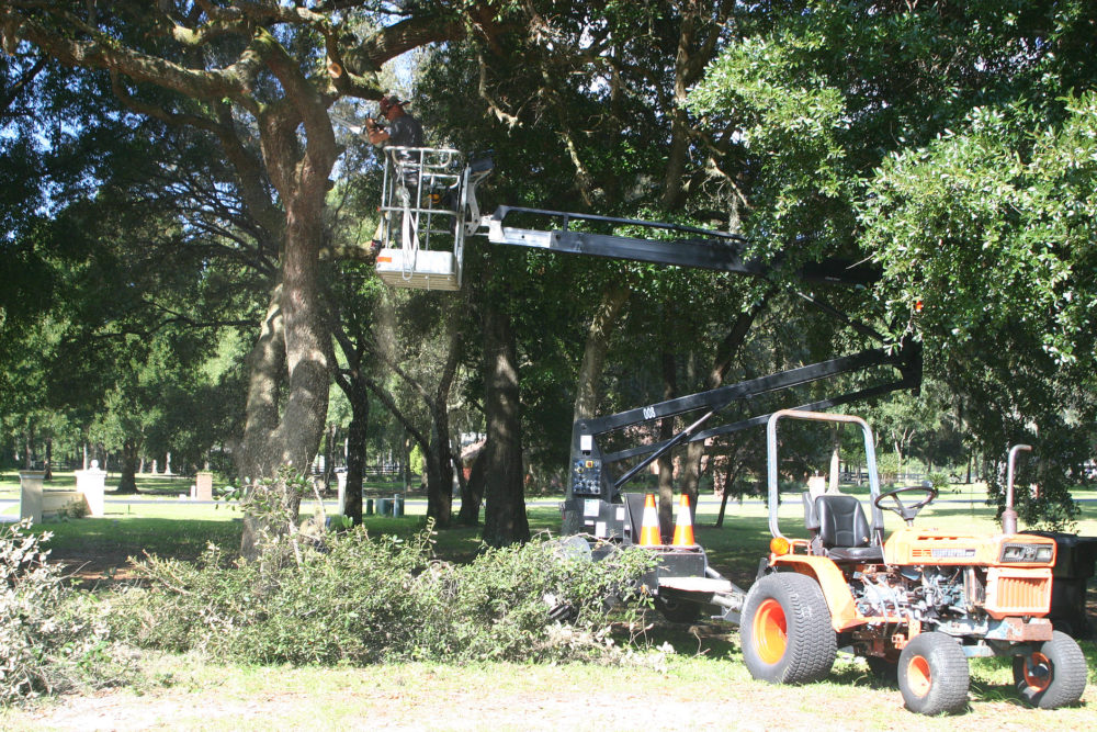 tree trimming