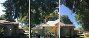 tree removal marion county