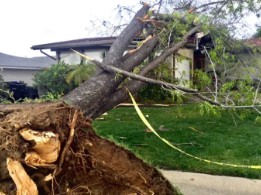 A uprooted tree lying on its side with branches scattered, in front of a house and surrounded by yellow caution tape.